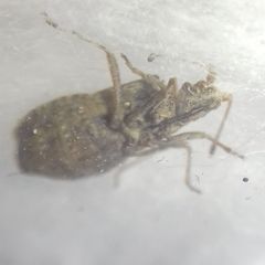 Arenocoris fallenii