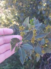 Rhamnus alaternus