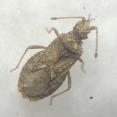 Arenocoris fallenii