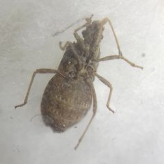 Arenocoris fallenii
