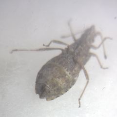 Arenocoris fallenii
