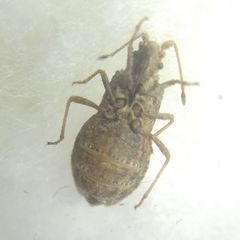 Arenocoris fallenii