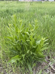 Armoracia rusticana