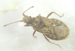 Arenocoris fallenii