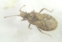 Arenocoris fallenii