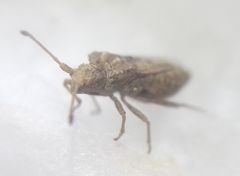 Arenocoris fallenii