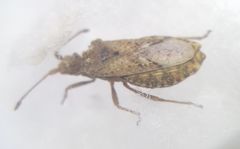 Arenocoris fallenii