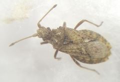 Arenocoris fallenii