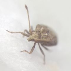 Arenocoris fallenii