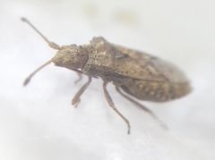 Arenocoris fallenii
