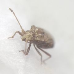 Arenocoris fallenii