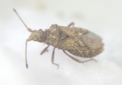 Arenocoris fallenii