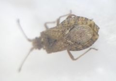 Arenocoris fallenii