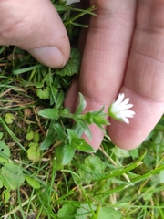 Cerastium holosteoides