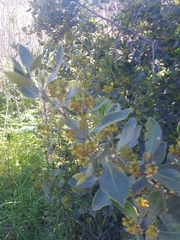Rhamnus alaternus
