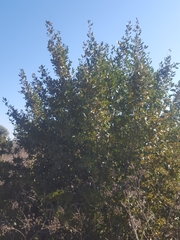 Rhamnus alaternus