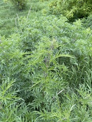 Urtica cannabina