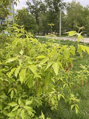Acer negundo