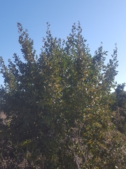 Rhamnus alaternus
