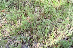 Acrotriche serrulata