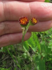Tephroseris porphyrantha