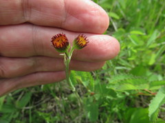 Tephroseris porphyrantha