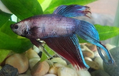 Betta splendens