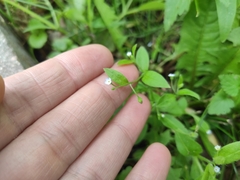 Myosotis sparsiflora
