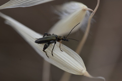 Oedemera flavipes