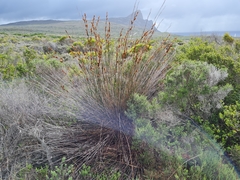 Thamnochortus insignis