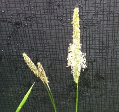 Alopecurus pratensis