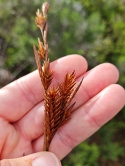 Thamnochortus insignis