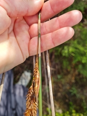 Thamnochortus insignis