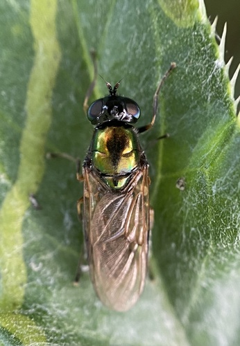 Broad Centurion Fly photo 4