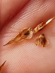 Thamnochortus insignis