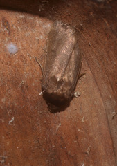 Bityla defigurata