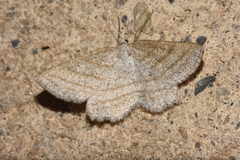 Perconia strigillaria