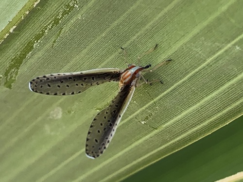 Lydda elongata observed 2021-04-19