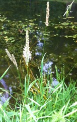 Alopecurus pratensis