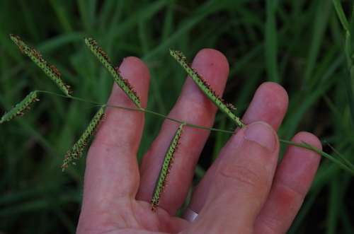 Image of Paspalum denticulatum by (c) Eric Knight, some rights reserved (CC BY)