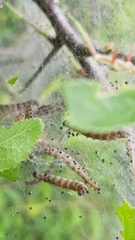 Yponomeuta malinellus
