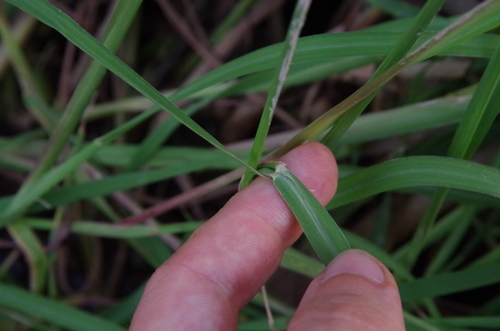 Image of Paspalum denticulatum by (c) Eric Knight, some rights reserved (CC BY)