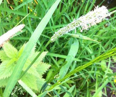 Alopecurus pratensis