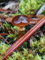 Descolea phlebophora