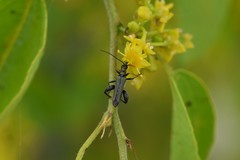 Oedemera flavipes