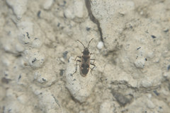 Panaorus albomaculatus