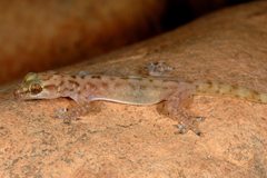 Hemidactylus paucituberculatus