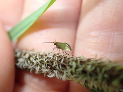 Micropterix