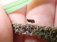 Micropterix
