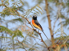 Pericrocotus cinnamomeus